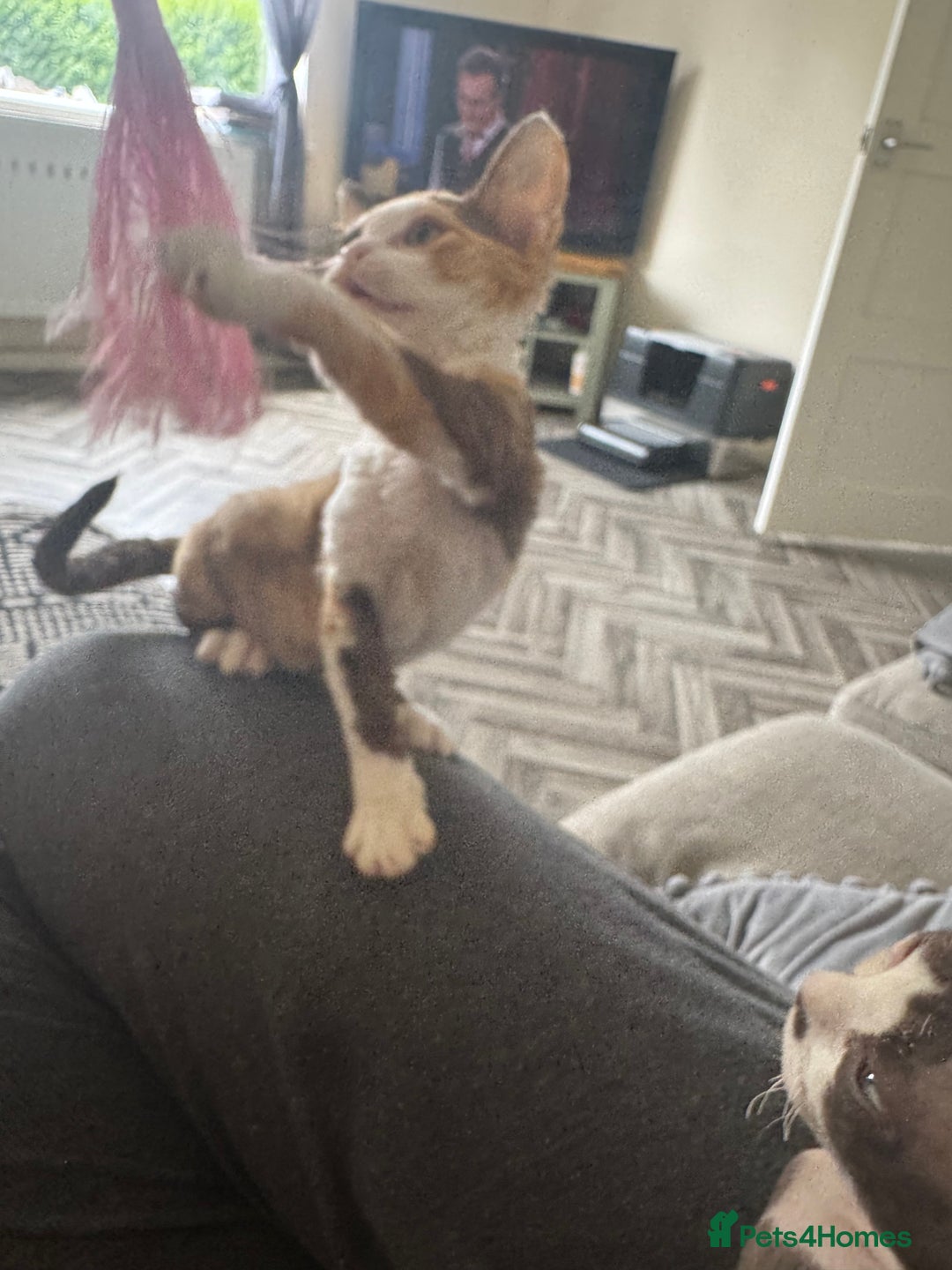Devon Rex cats for sale: Aramis - Only 2 left Devon Rex Kittens – Exceptional Type  - Image 1
