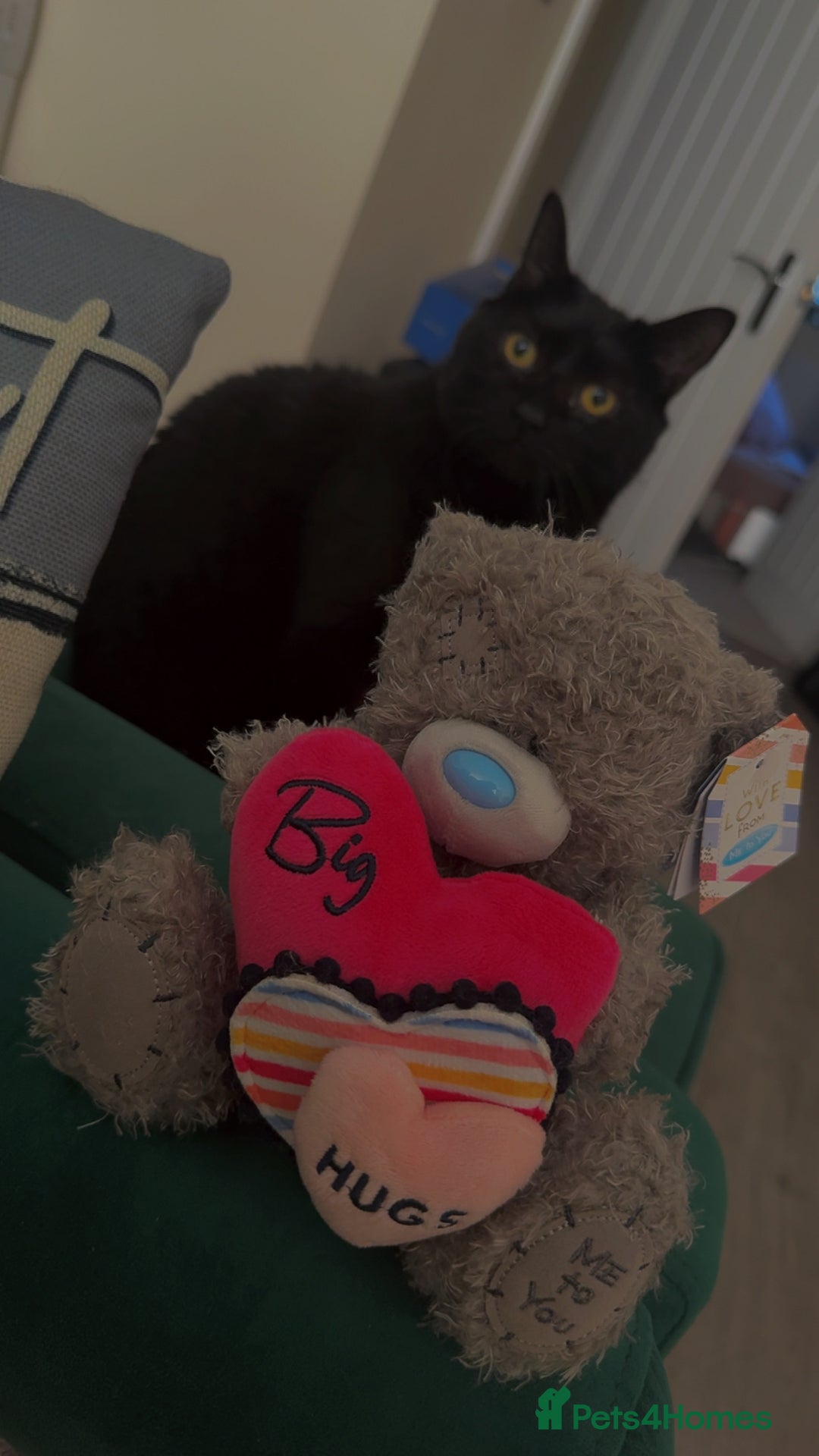 Mixed Breed cats for sale: Luna  - Advert 1