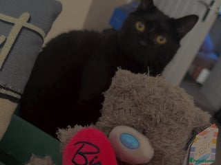 Mixed Breed cats Luna - Advert 1