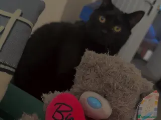 Mixed Breed cats Luna - Advert 16