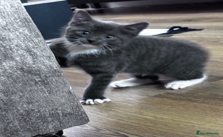 Domestic Shorthair cats - Advert 2