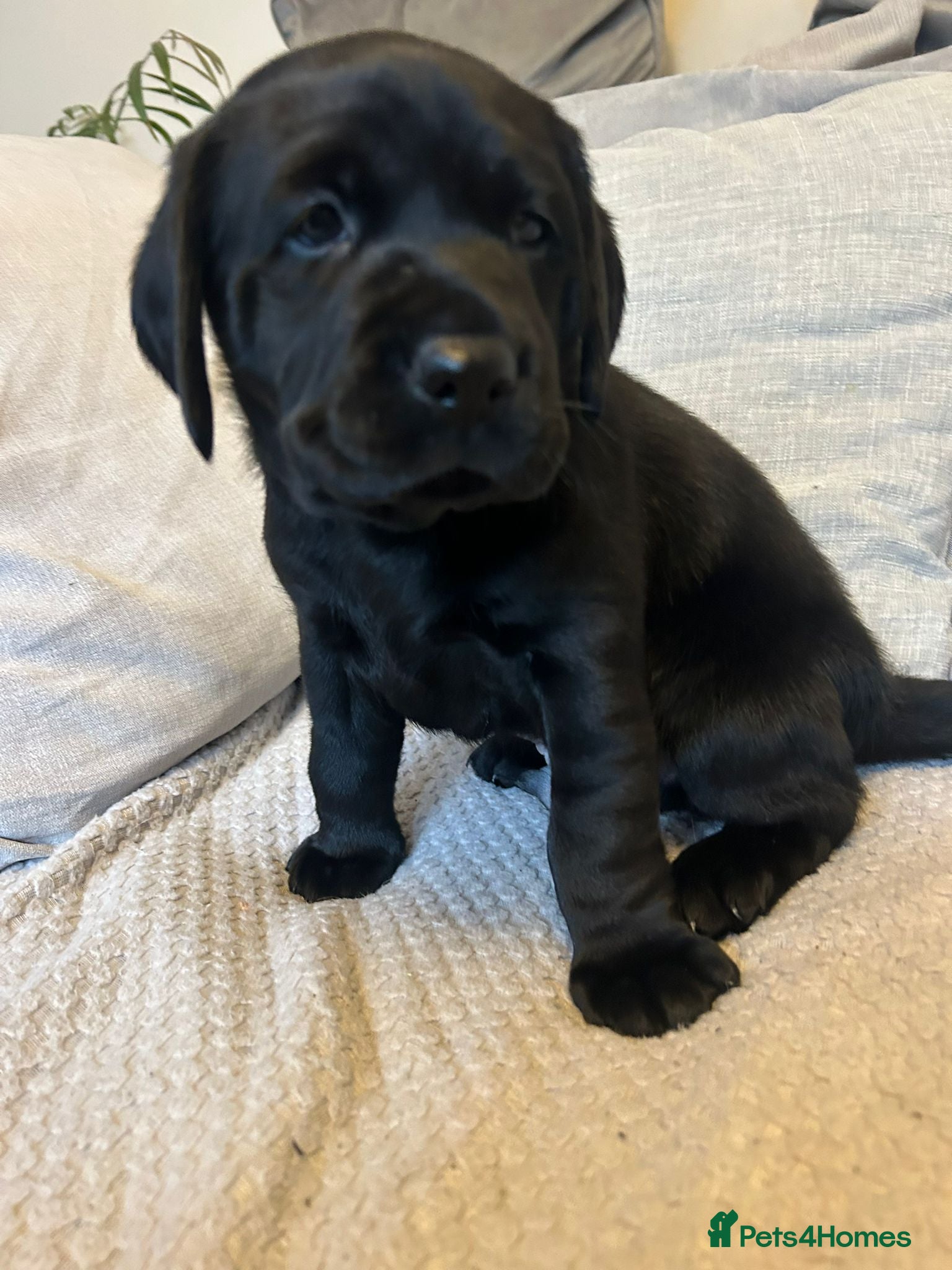 Labrador Retriever dogs Labrador puppies  - Advert 1