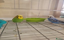 Budgerigars birds for sale: Pair of 2 Young Budgies. Looking for a Loving Home - Image 4