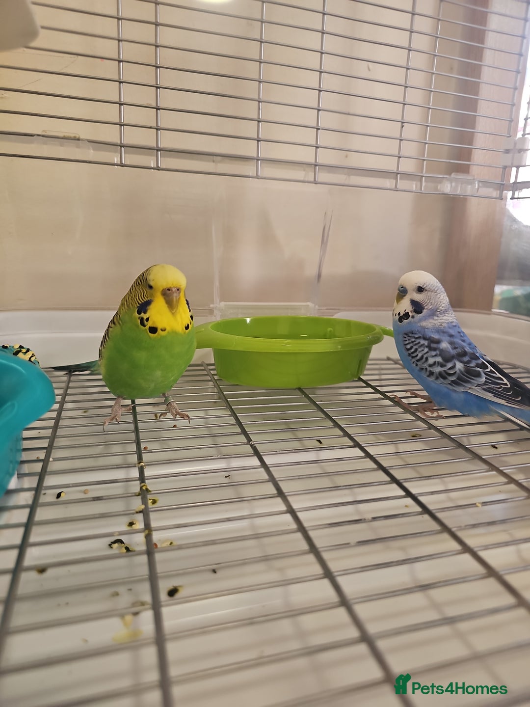 Budgerigars birds for sale: Pair of 2 Young Budgies. Looking for a Loving Home - Image 4