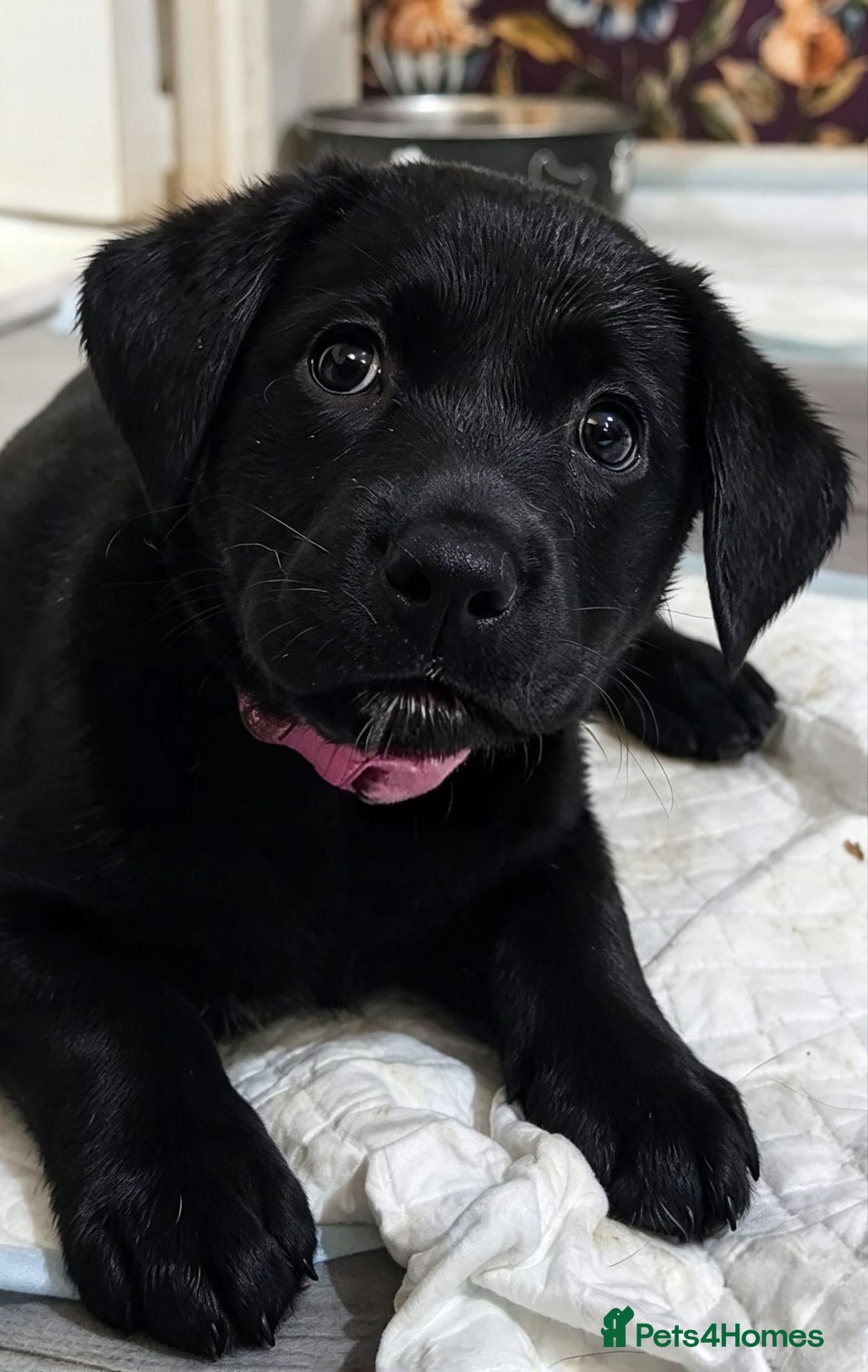 Labrador Retriever dogs for sale: Only 2 stunning female labrador puppies left now - Advert 22