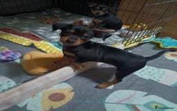 Miniature Pinscher dogs for sale: Miniature Pinscher puppies  - Image 11