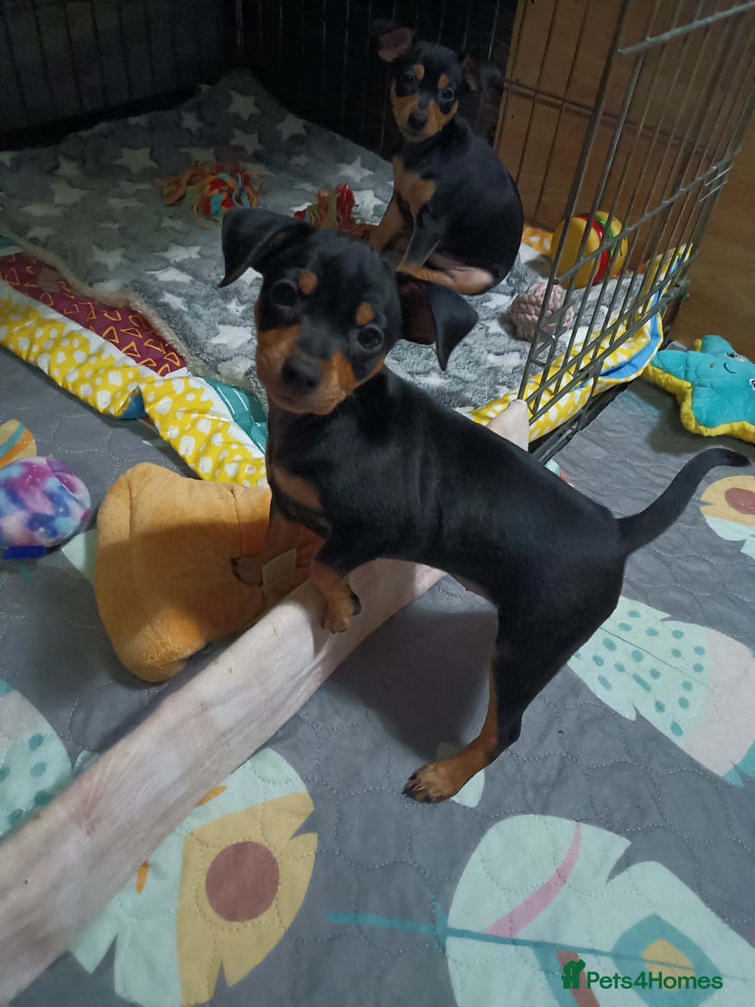 Miniature Pinscher dogs for sale: Miniature Pinscher puppies  - Image 11
