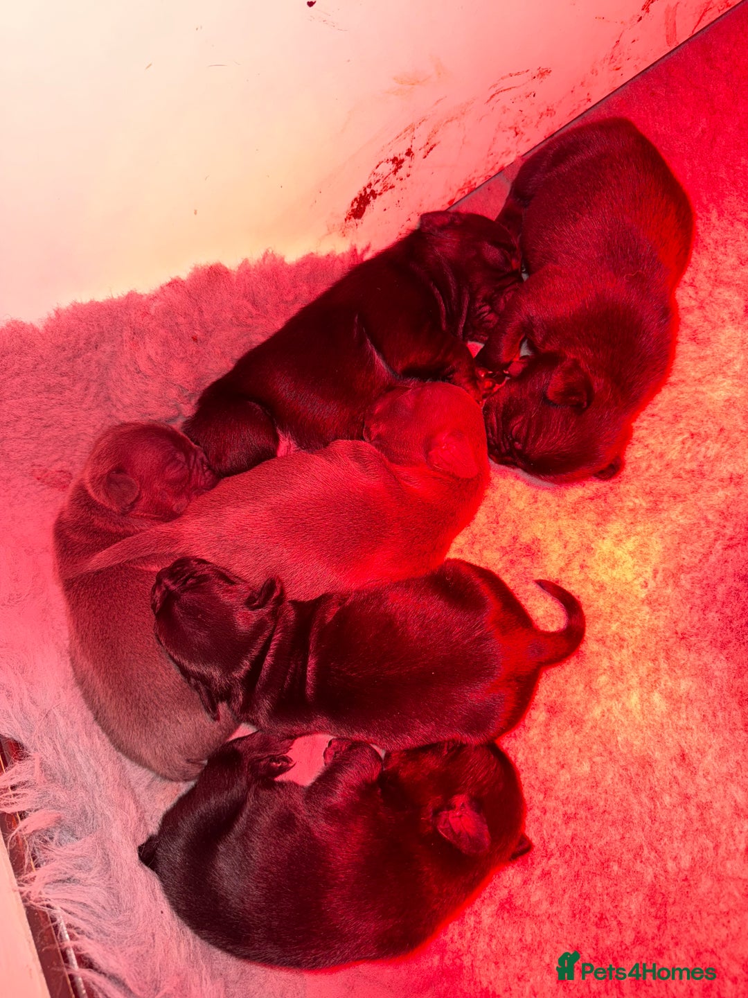 Mixed Breed dogs for sale: French bulldog x Staff  - Advert 5