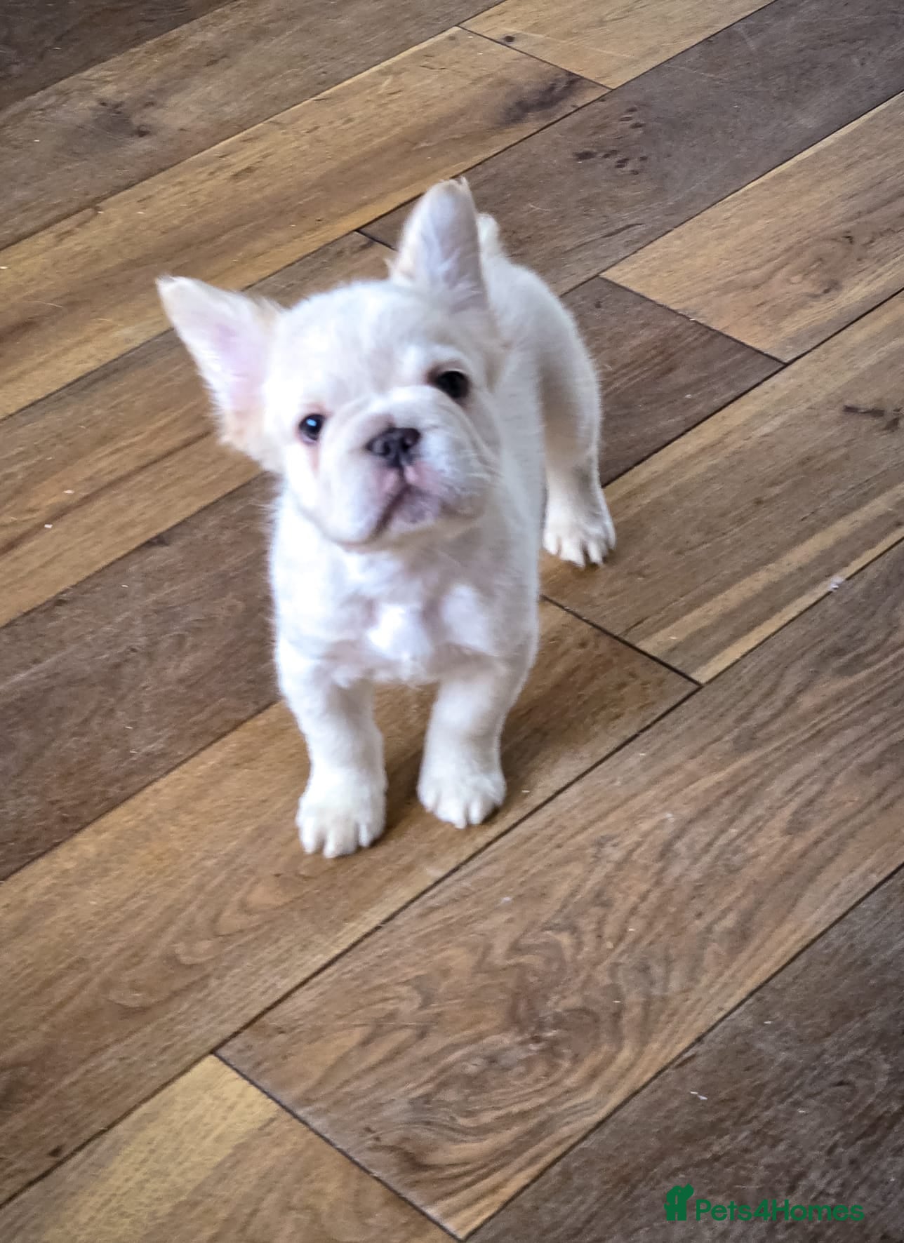 French Bulldog dogs Top Quality french bulldog puppies Available  - Advert 2