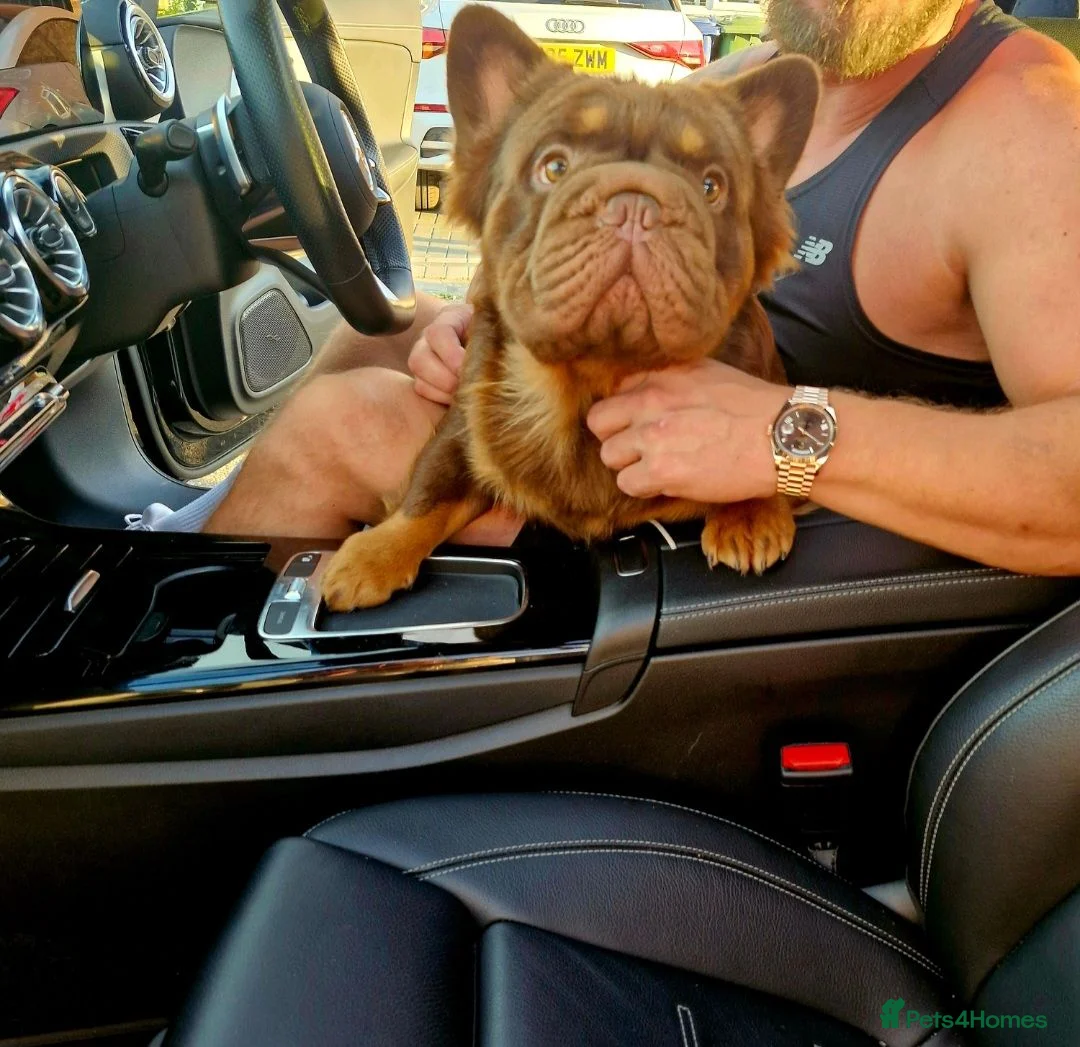 French Bulldog dogs for stud: Fluffy Rojo & Cherry Tan Big** STUD From £500 - Advert 2