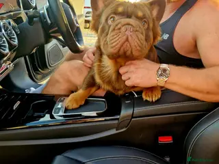 French Bulldog dogs Fluffy Rojo & Cherry Tan Big** STUD From £500 - Advert 3