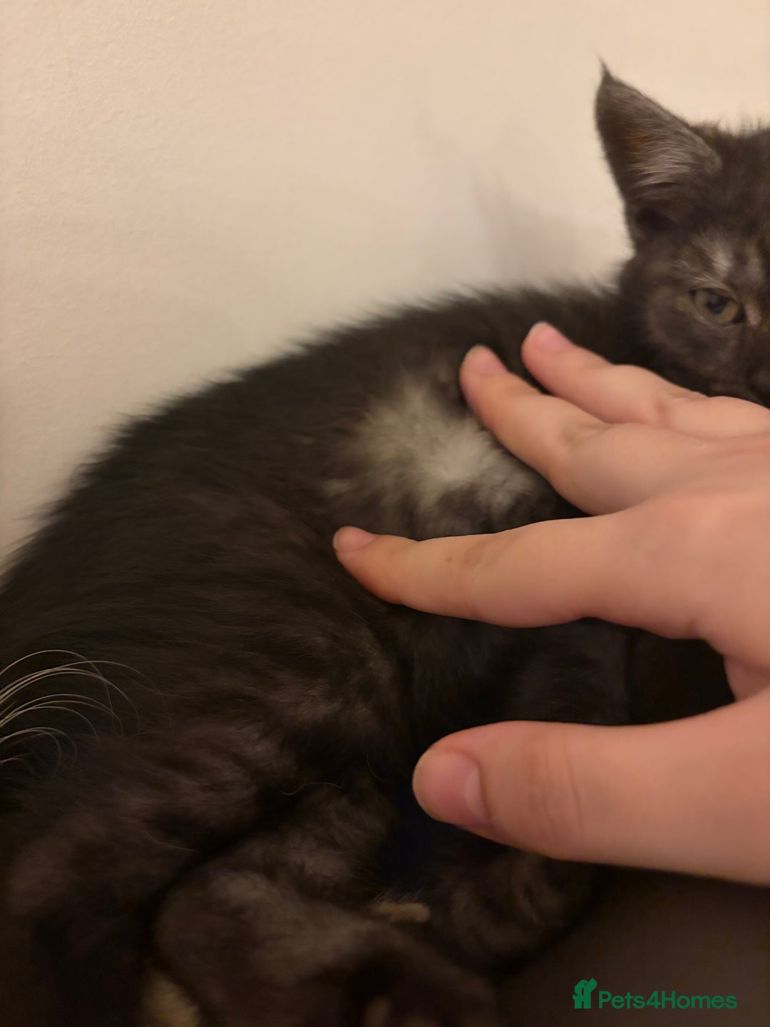 British Shorthair cats for sale: British short hair/persian mother - Advert 40