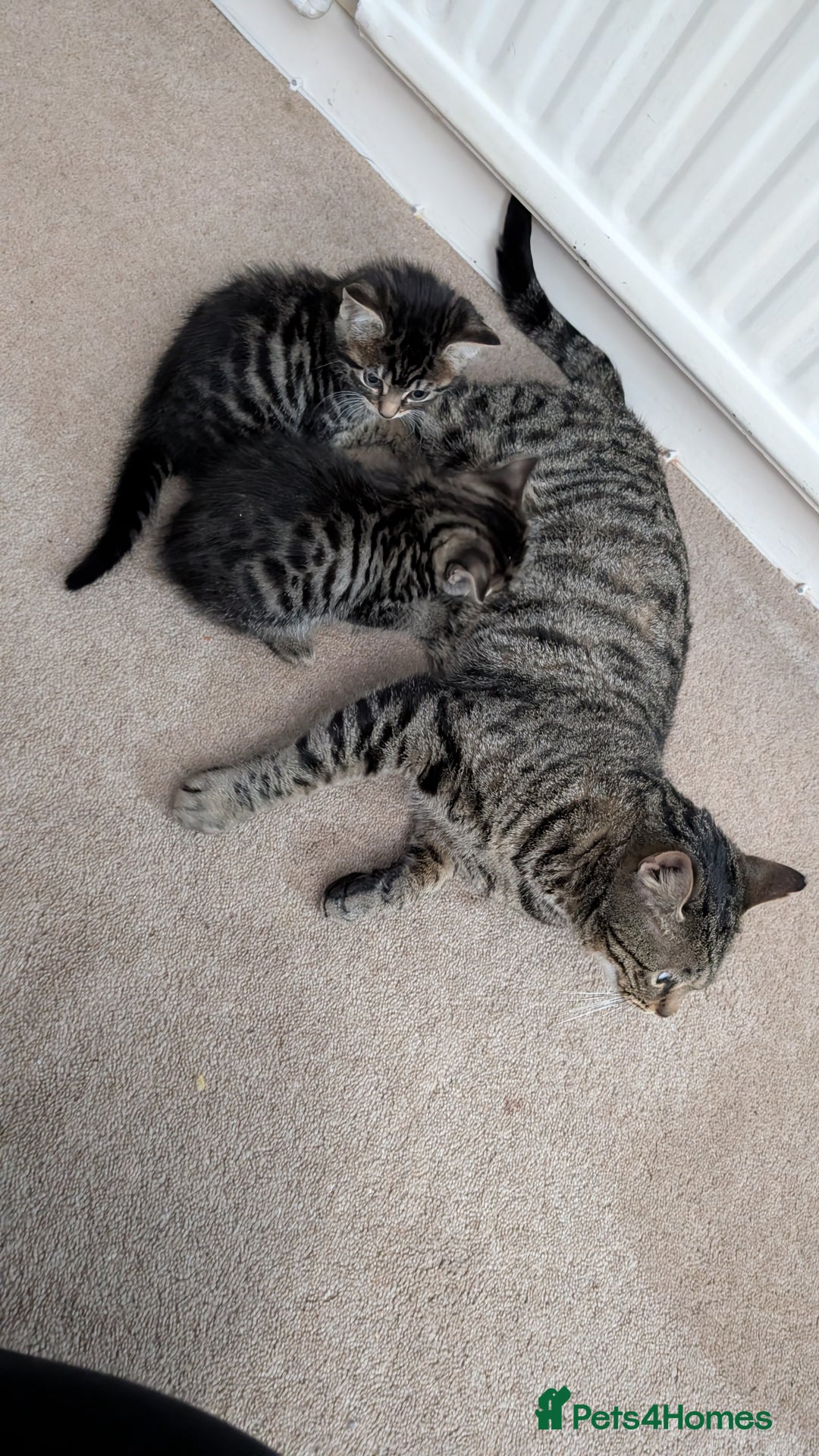 Mixed Breed cats for sale: 2 female kittens available  - Advert 2