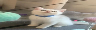 British Shorthair Kitten 2