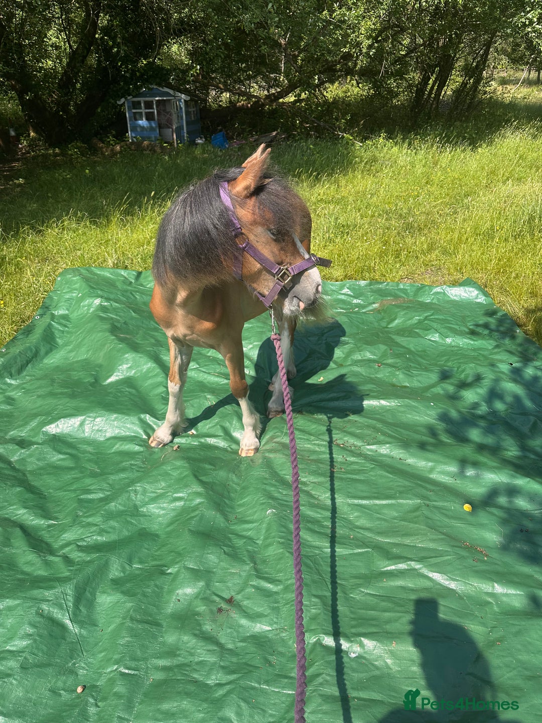 Irish Cob horses for sale: Buddy - Image 22