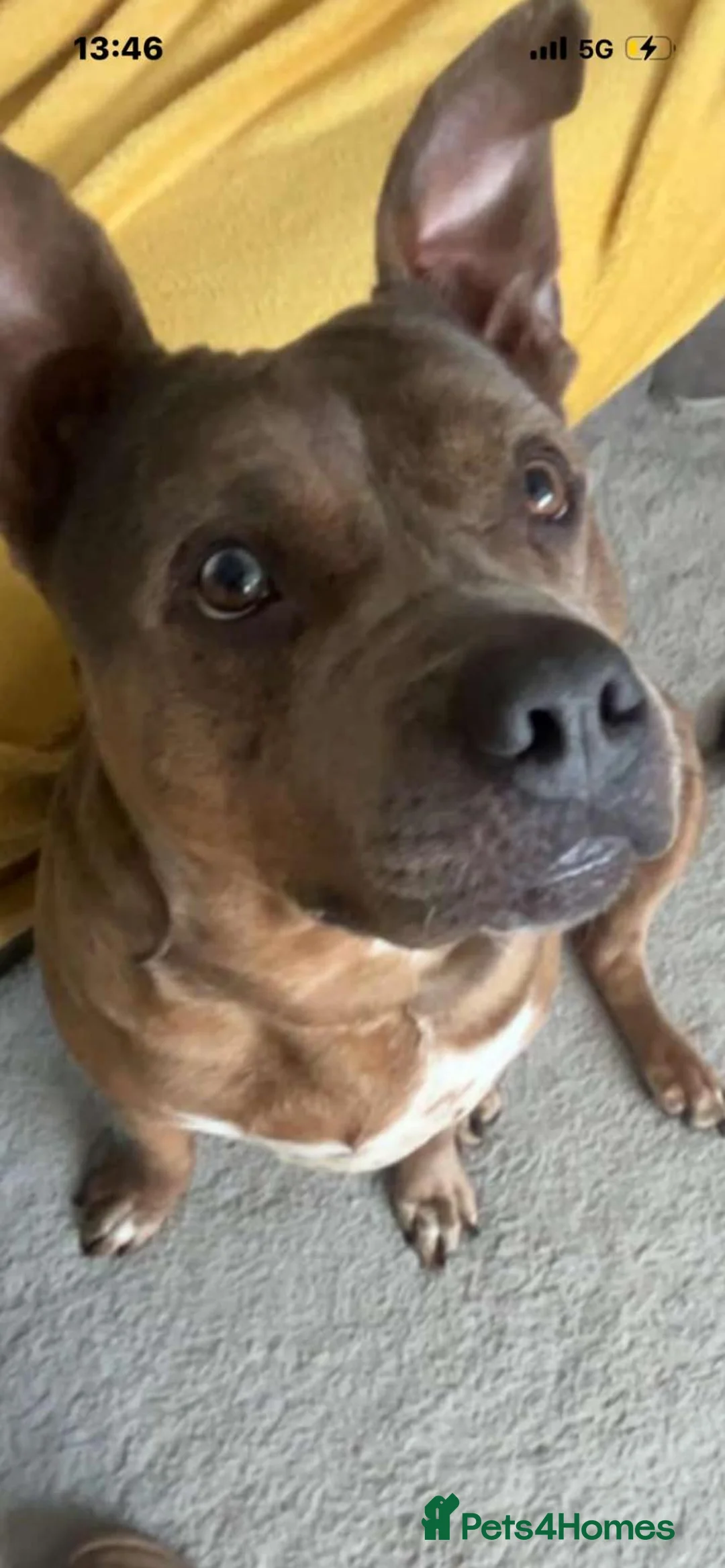 Mixed Breed dogs for sale: URGENT HOME NEEDED!! Dior is an amazing dog  - Advert 5