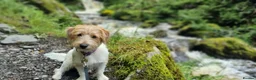 Jack Russell dogs for sale: Stunning Jack Russell puppies for sale - Advert 4