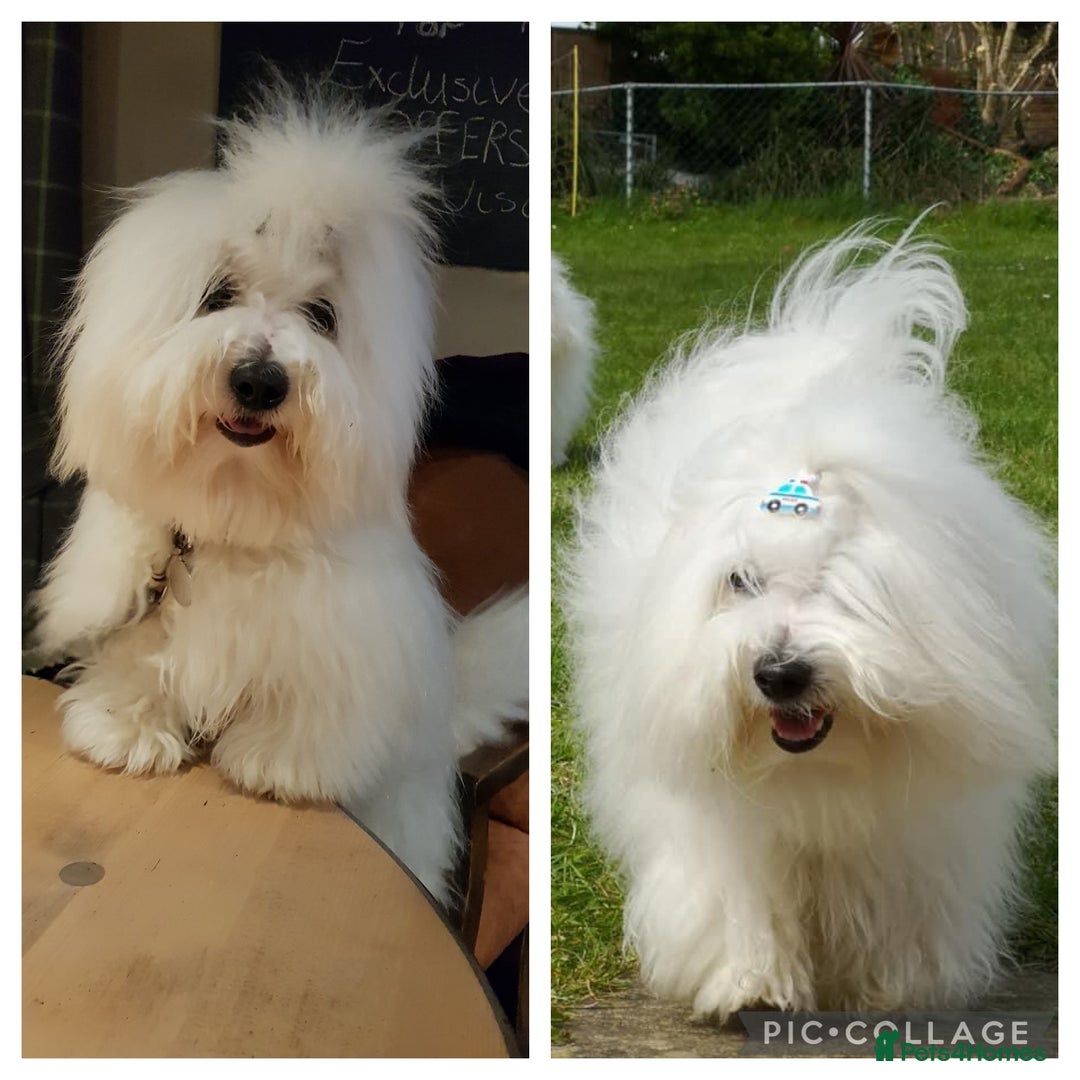 Coton De Tulear dogs for sale: Coton de Tulear Girls - Image 9