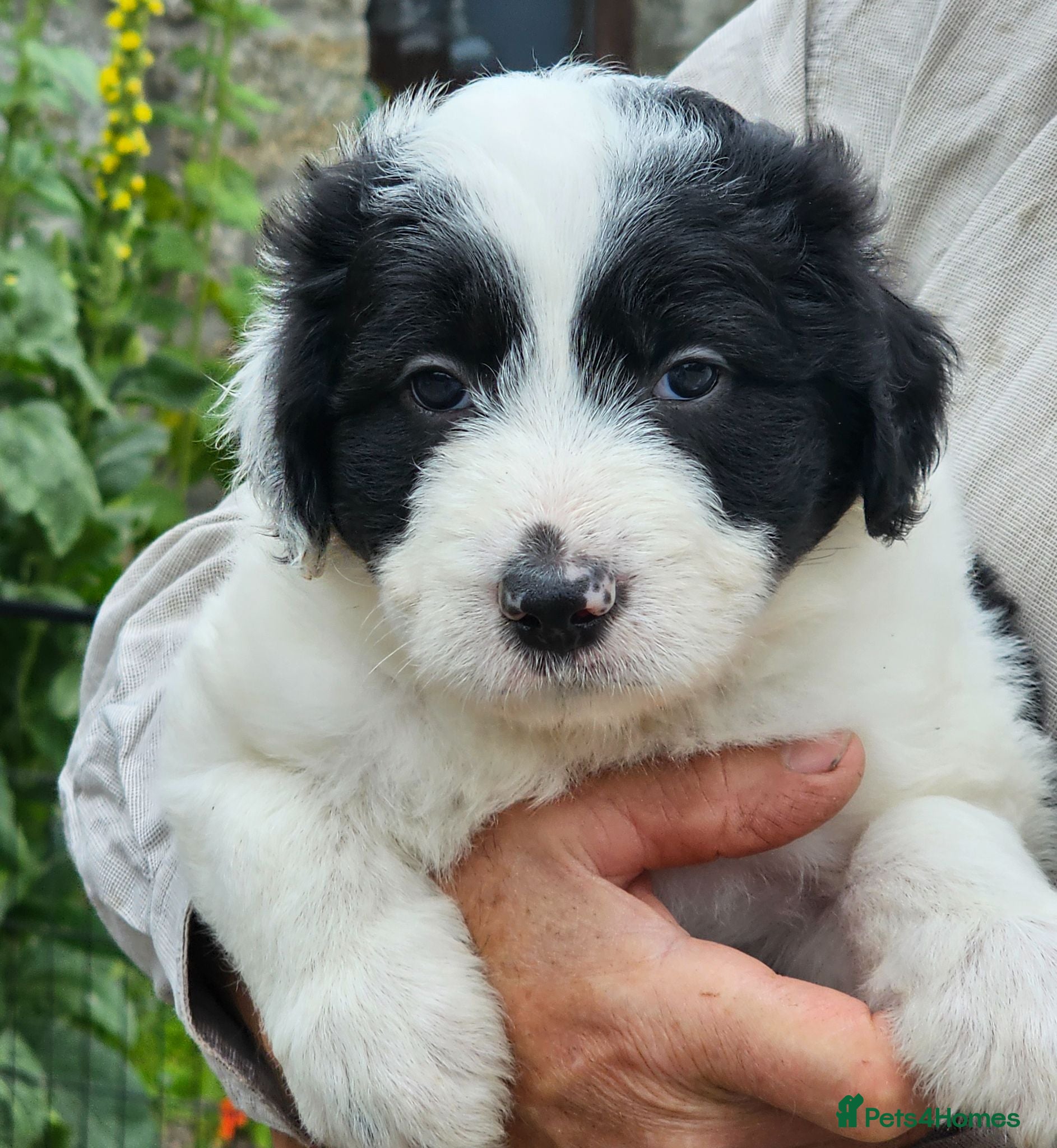 Mixed Breed dogs Handsome Black/white and brown/white boy puppies - Advert 2