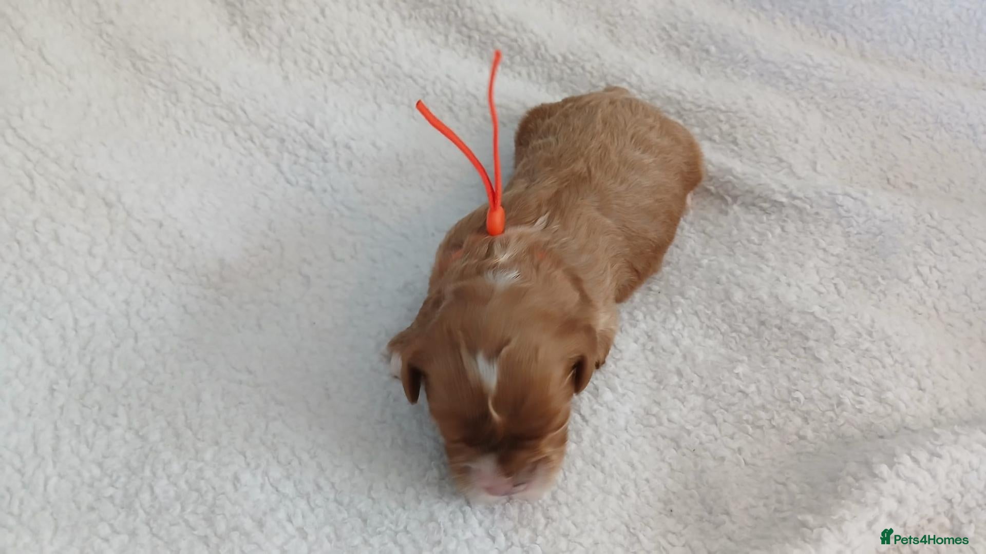 Cavapoo dogs F1 CAVAPOO PUPPIES  - Advert 2