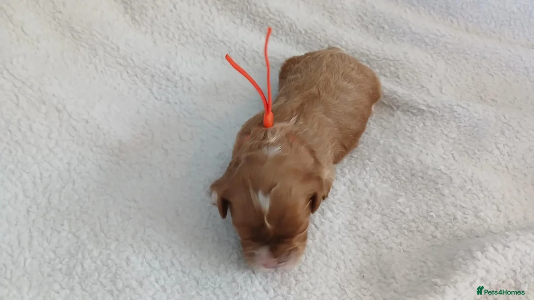 Cavapoo dogs for sale: F1 CAVAPOO PUPPIES  in Stevenage - Advert 2