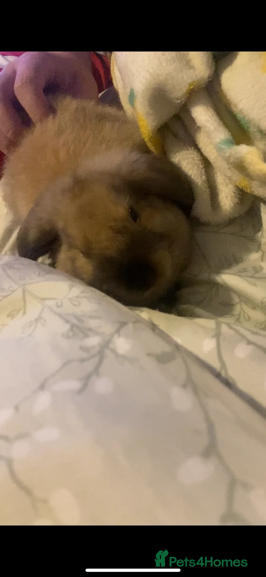 Mixed Breed rabbits for sale: 2 Male Rabbits for sale! - Advert 6