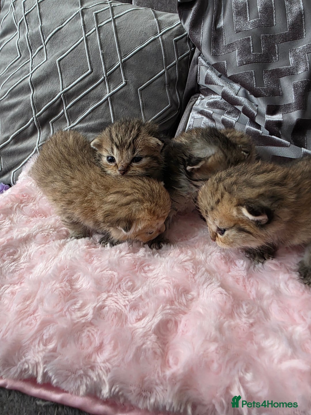 Scottish Fold cats for sale: 5 Beautiful ScottishFolds Kittens - Image 4