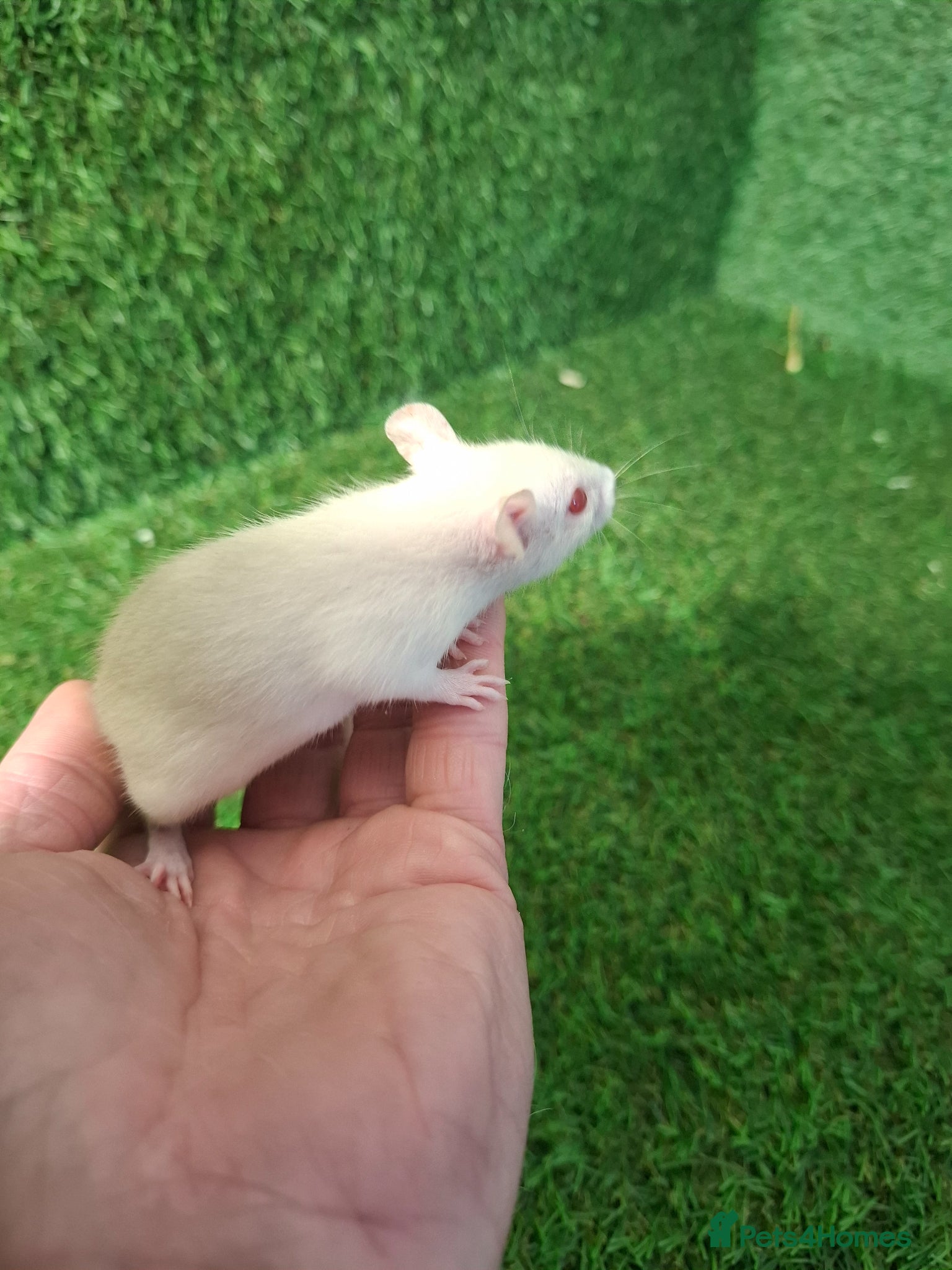 Rat rodents DWARF RATS - Advert 5