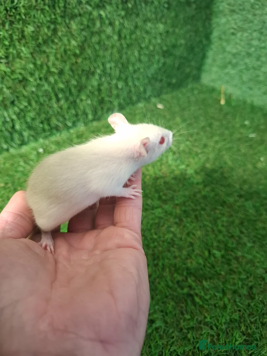 Rat rodents for sale: DWARF RATS - Advert 1