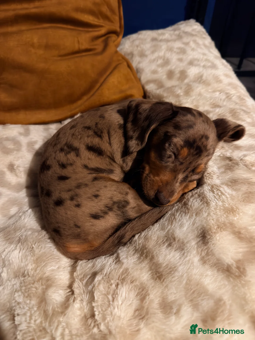 Miniature Dachshund dogs for sale: Miniature dachshund puppy kc registered ready now  in Chelmsford - Advert 5