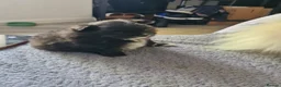 Pomeranian dogs for sale: Stunning Pomeranian's  - Advert 2