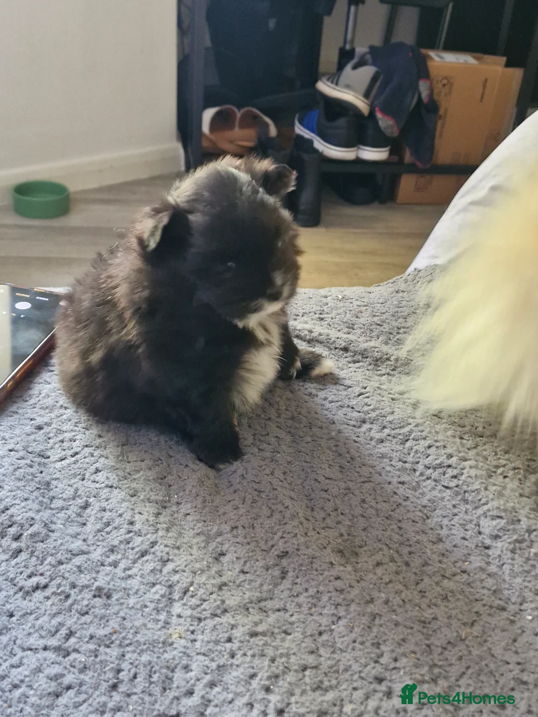 Pomeranian dogs for sale: Stunning Pomeranian's  - Advert 2