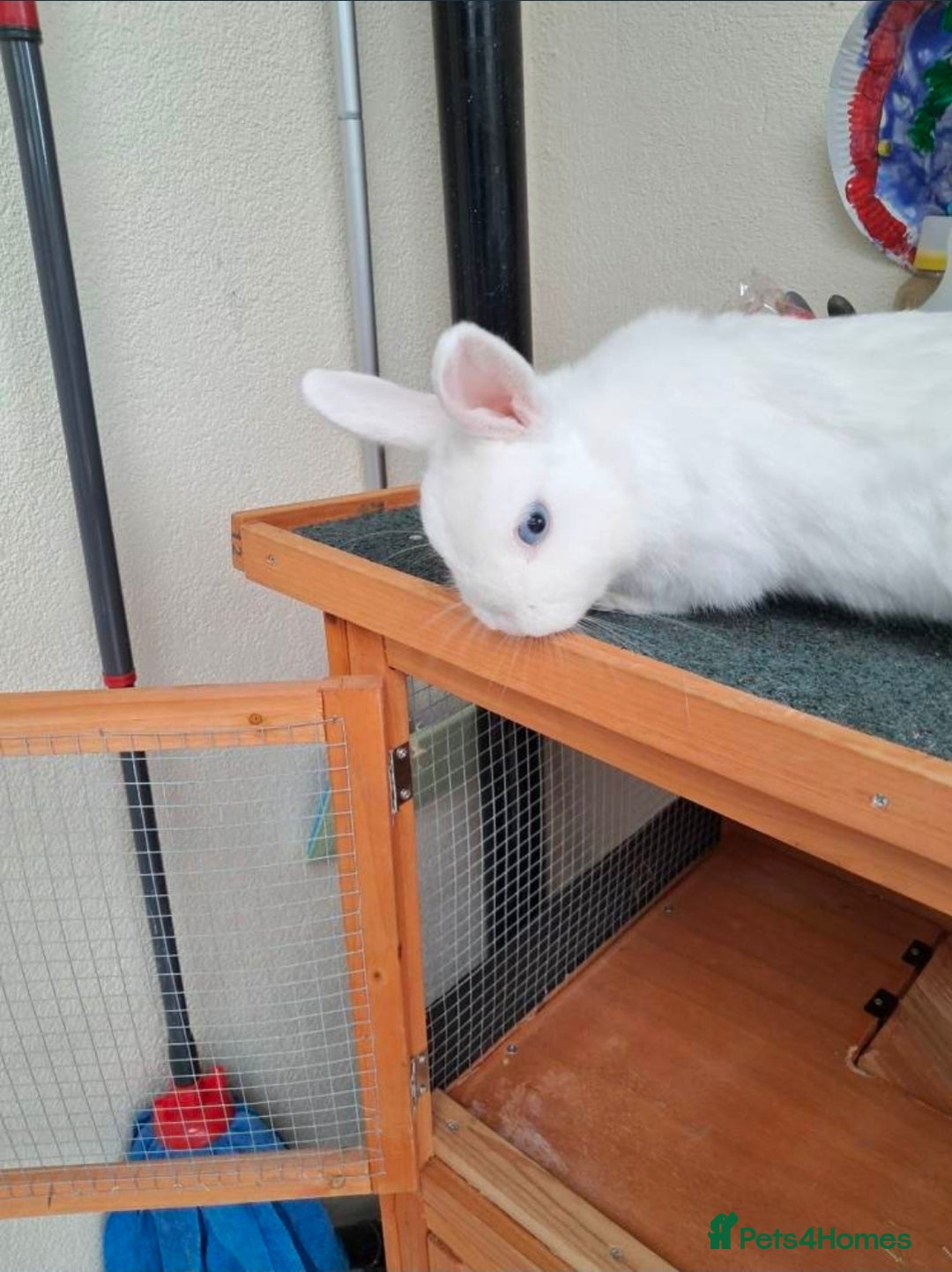 Netherland Dwarf rabbits for sale: netherlands dwarf - Advert 4