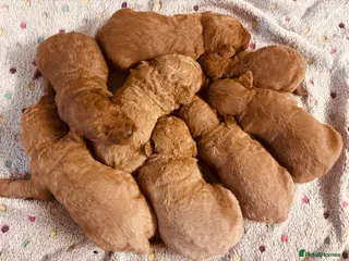 Labradoodle dogs Medium sized F1b Labradoodles - Advert 4