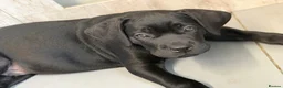 Cane Corso dogs for sale: 🐾 1 BOY LEFT CANE CORSO PUPPIES🐾 - Advert 3