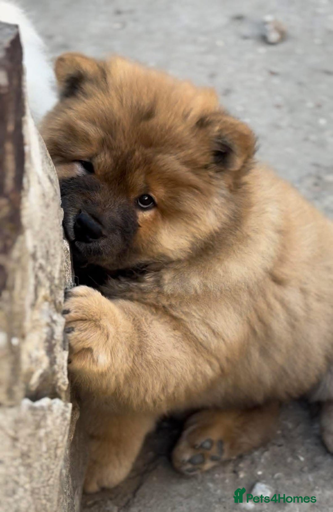 Chow Chow dogs for sale: Kc Registered Chow Chow Pup - Advert 14