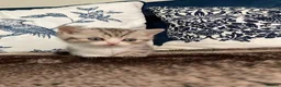 British Shorthair cats for sale: Beautiful British shorthair kittens - Advert 31