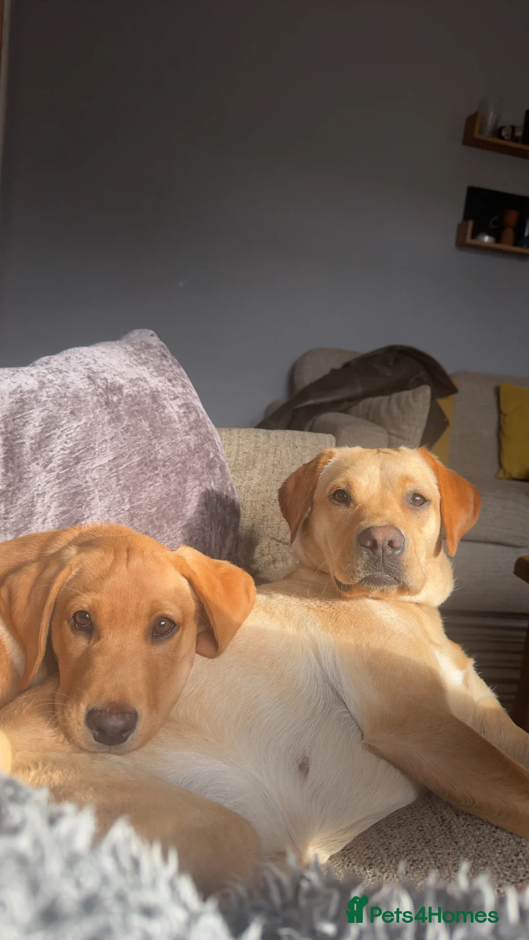 Labrador Retriever dogs for sale: Lenny & Bee - Advert 5