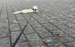 Ferret rodents for sale: Two albino male ferrets  - Image 2