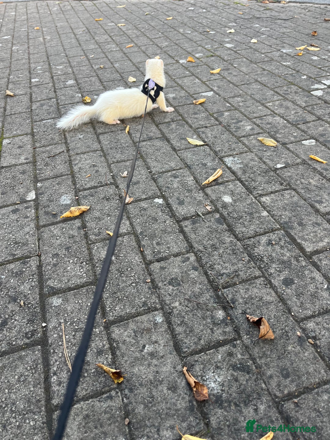 Ferret rodents for sale: Two albino male ferrets  - Image 2