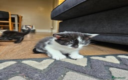 Mixed Breed cats for sale: 🐾 6 Adorable Kittens Looking for Loving Homes!  - Image 3
