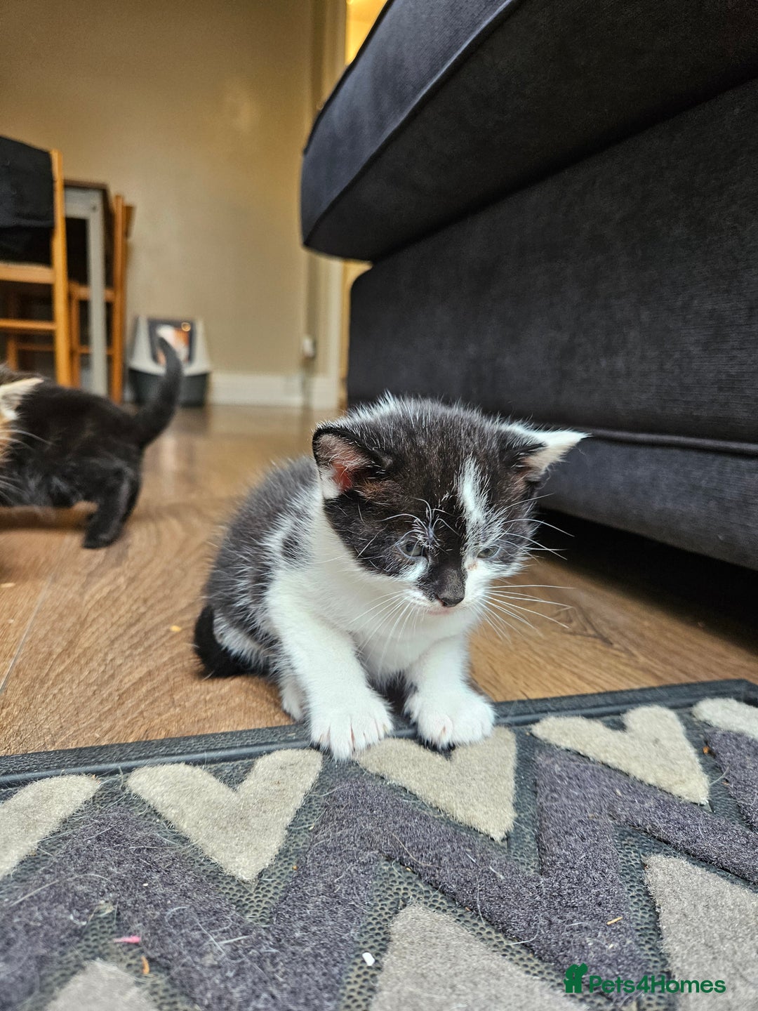 Mixed Breed cats for sale: 🐾 6 Adorable Kittens Looking for Loving Homes!  - Image 3
