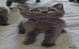 British Shorthair cats for sale: British Blue shorthair kittens £400 - Image 5