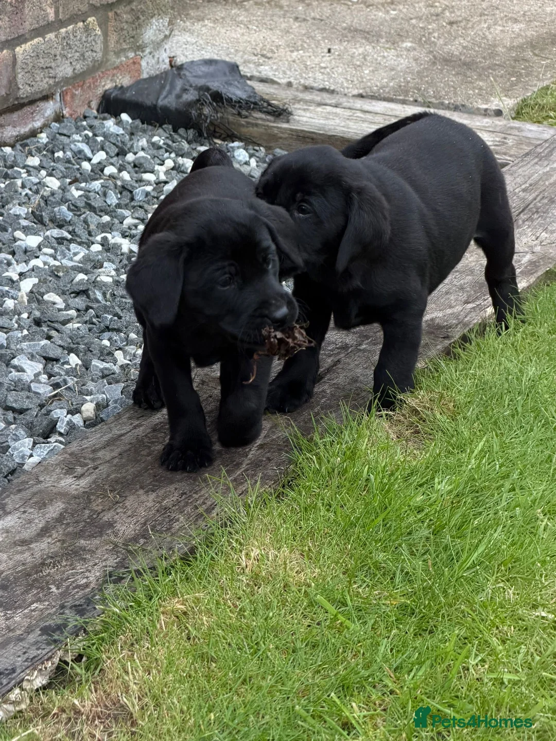 Labrador Retriever dogs for sale: Labrador puppies  in Doncaster - Advert 2