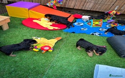 Airedale Terrier dogs for sale: ⭐️⭐️FAMILY REARED KC AIREDALE PUPS⭐️⭐️ - Image 16