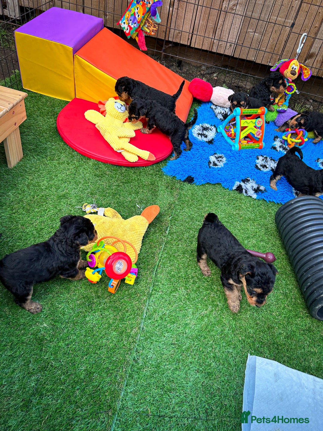 Airedale Terrier dogs for sale: ⭐️⭐️FAMILY REARED KC AIREDALE PUPS⭐️⭐️ - Image 16