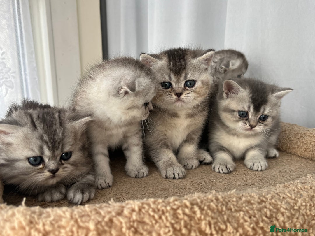 Scottish Fold cats for sale: Adorable Scottish Fold Kittens  - Image 25