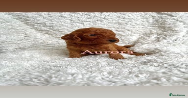 Cockapoo dogs - Advert 3