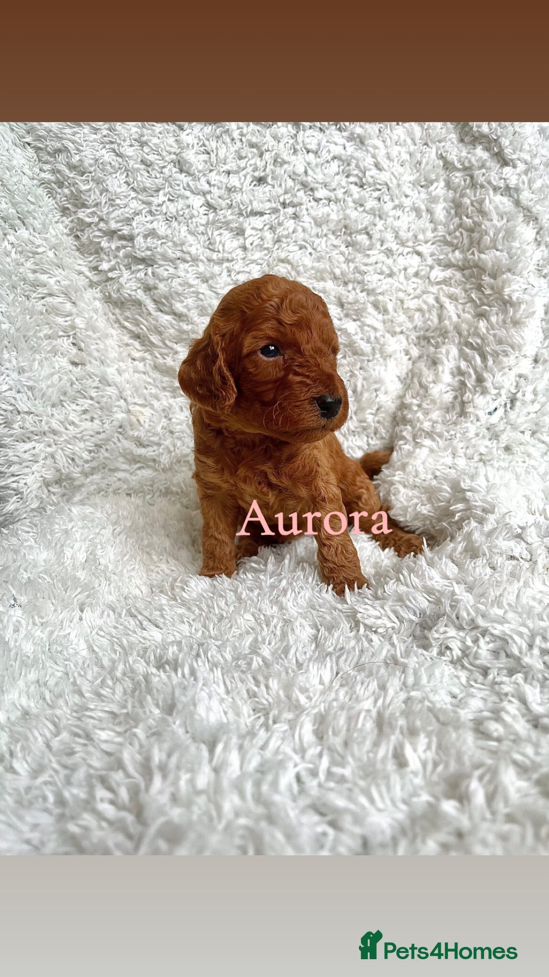 Cockapoo dogs for sale: F2B Red Cockapoos **BOTH PARENTS DNA CLEAR** - Image 22