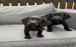 Cocker Spaniel dogs for sale: Cocker spaniel puppies🐶 - Image 10